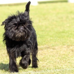 Affenpinscher walking in the grass.