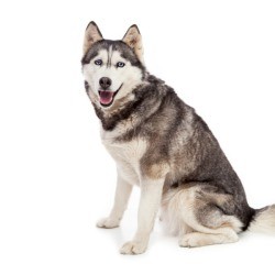 Siberian Husky on white background.