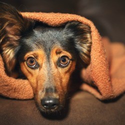 Frightened looking Dachshund hiding in a brown blanket. 