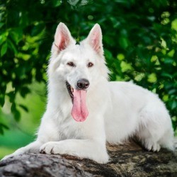 Berger Blanc Suisse sitting on a log with its tongue out.