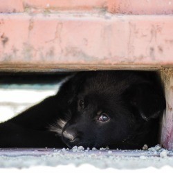 Black Dog Hiding under a cement structure. 