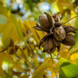 Pecans growing on a tree with green and yellow leaves.