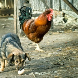 Dog stealing a chicken egg with a rooster in the background. 