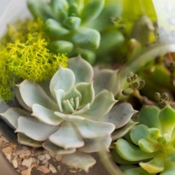 Succulents in a pot.
