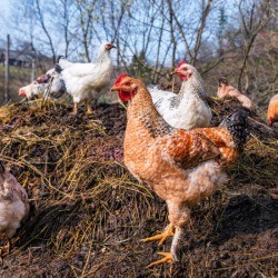 Chickens on top of a pile of manure.