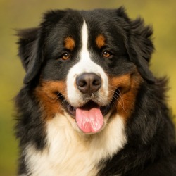 Bernese Mountain Dog on natural background