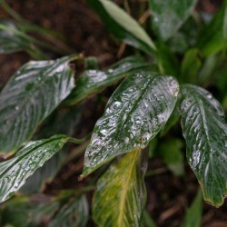 Peace Lily Leaves with some damage and curl
