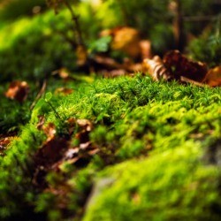Close-up of moss and leaves in garden bed