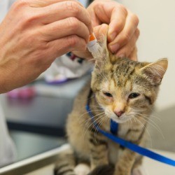 Cat being treated for ear mites.