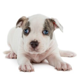 Pit Bull Puppy looking scared. 