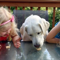Dog sitting in between two blond girls, all of them eating a small cookie.