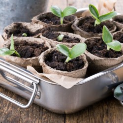A tray of seedlings in cardboard pots.