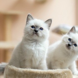 Two Birman kittens on a cat tower.