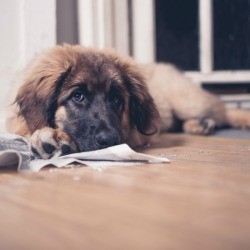 Dog looking sad on floor after peeing on rub