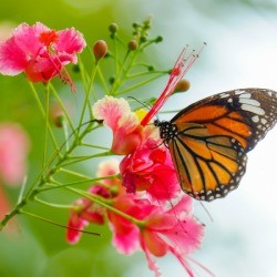 Monarch butterfly on a flower