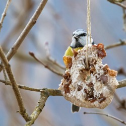 Bagel Bird Feeder hanging from a tree next to a bird.