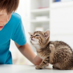 Young boy looking at a kitten scratching itself.