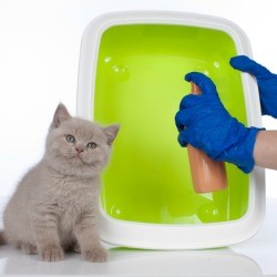Gloved hands holding and spraying a litter box with a kitten sitting by.