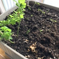 Planting seedlings in a small container.