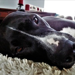 Dog feeling sick laying on floor