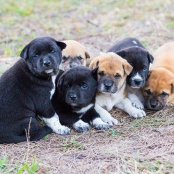 Gourd of puppies sitting together in the grass