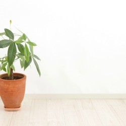 Money Tree (Pachira aquatica) in a pot on a wood floor