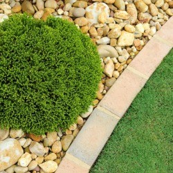 Bush surrounded by rocks.