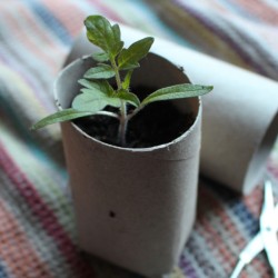 Toilet Paper Tubes for Seedlings - small plant in TP tube pot 