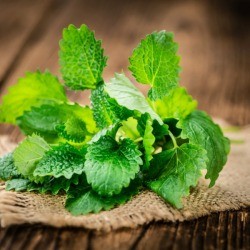 Fresh mint on a wooden table