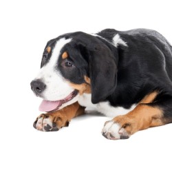 A Greater Swiss Mountain puppy on a white background.