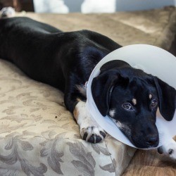 Dog laying on a bed with a cone on its head.