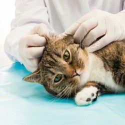 Cat laying on a vet table getting it's ears checked.