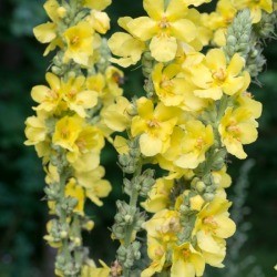 Verbascum Yellow flowers