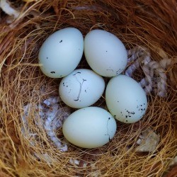 Finch Eggs in a nest.
