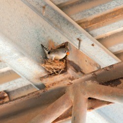 Zebra Finch nest in the rafters.