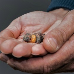 Baby Zebra Finch in someones hands.