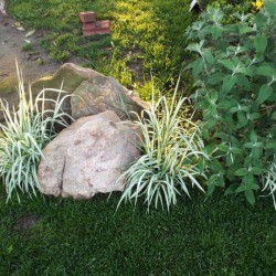 Phalaris Strawberries and Cream variety by rocks.