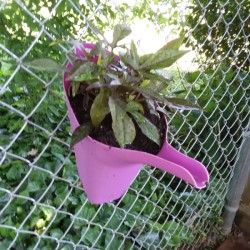 A pink watering can being used as a planter.