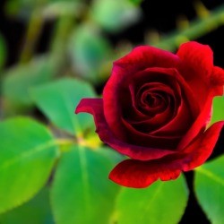 Red Rose with green leaves in the background