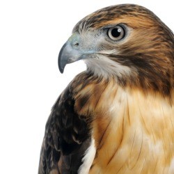 Close up of a Hawks face.