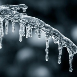 Icicle on a tree branch.