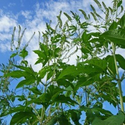 Giant Ragweed plants