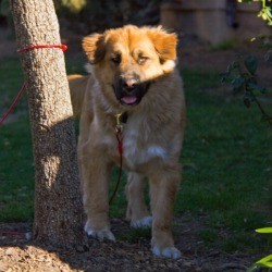 Golden Retriever and German Shepherd Mix tied to a tree