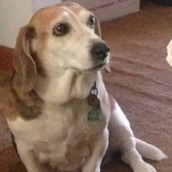 Suzy (Beagle Mix)