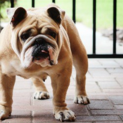 Bull dog on pavers.