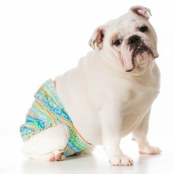 Bull dog in diaper.