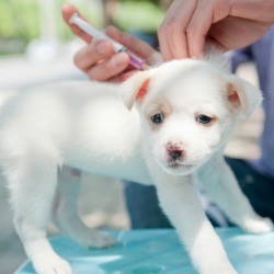 Puppy getting shots at veterinarian