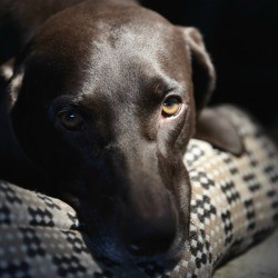Dog laying down at night