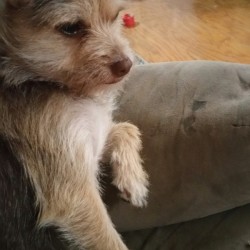 Daisy Duke (Terrier Mix)