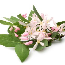 Light pink Honeysuckle flowers with leaves on white background